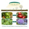 Alt text: Round full-spectrum plant grow light diagram illustrating all plant growth stages from seedling to fruiting, with before-and-after tomato and succulent examples, perfect for indoor gardening and seed starting