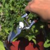 29e36756ede9fbc9622564fbb0b1e880 Hand-Forged Multipurpose Garden & Kitchen Shears