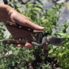 36459192677230cfb1b5629a8867f780 Hand-Forged Multipurpose Garden & Kitchen Shears